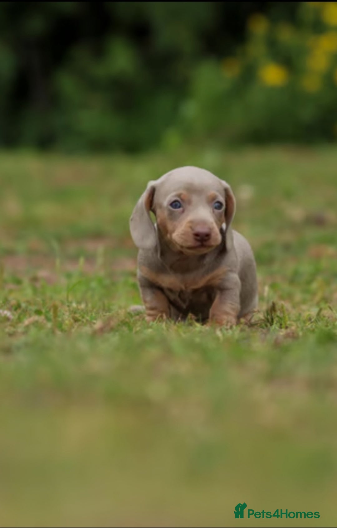 Miniature Dachshund dogs for sale: Miniature Dachshund Puppies  - Image 9