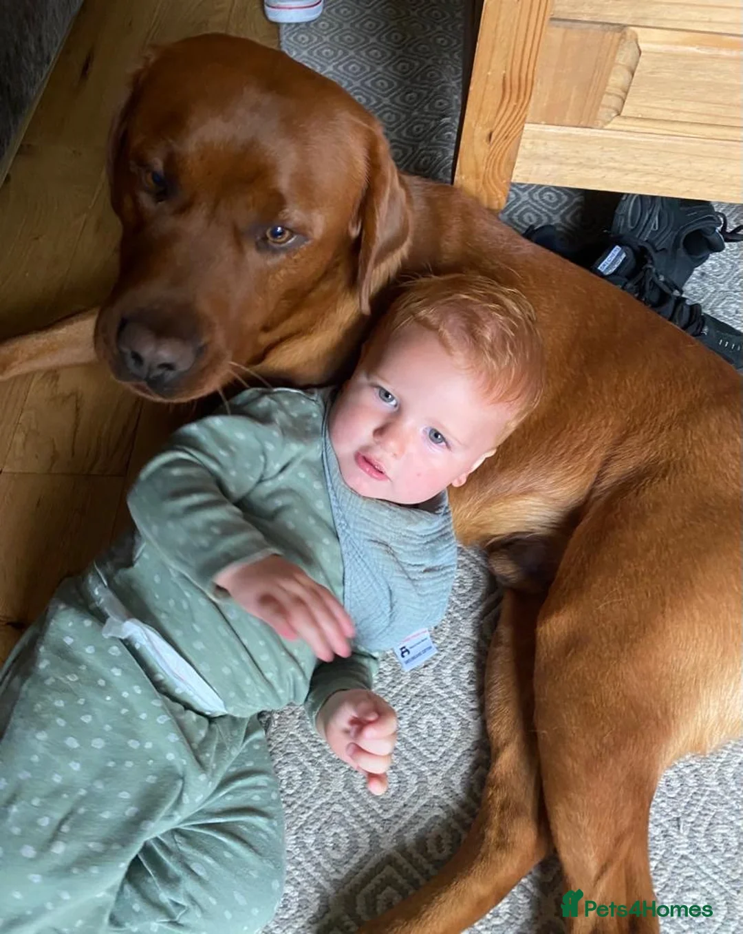 Labrador Retriever dogs for sale: Waiting list for February 24th fox red labs  - Advert 3