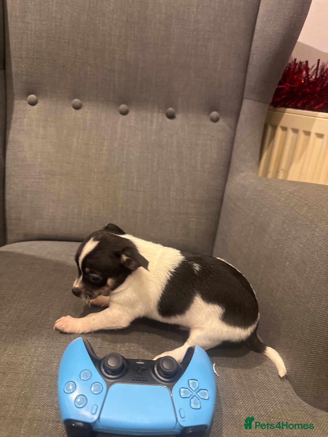 Chihuahua dogs for sale: 3 adorable apple-head tini puppies LF a home - Advert 12