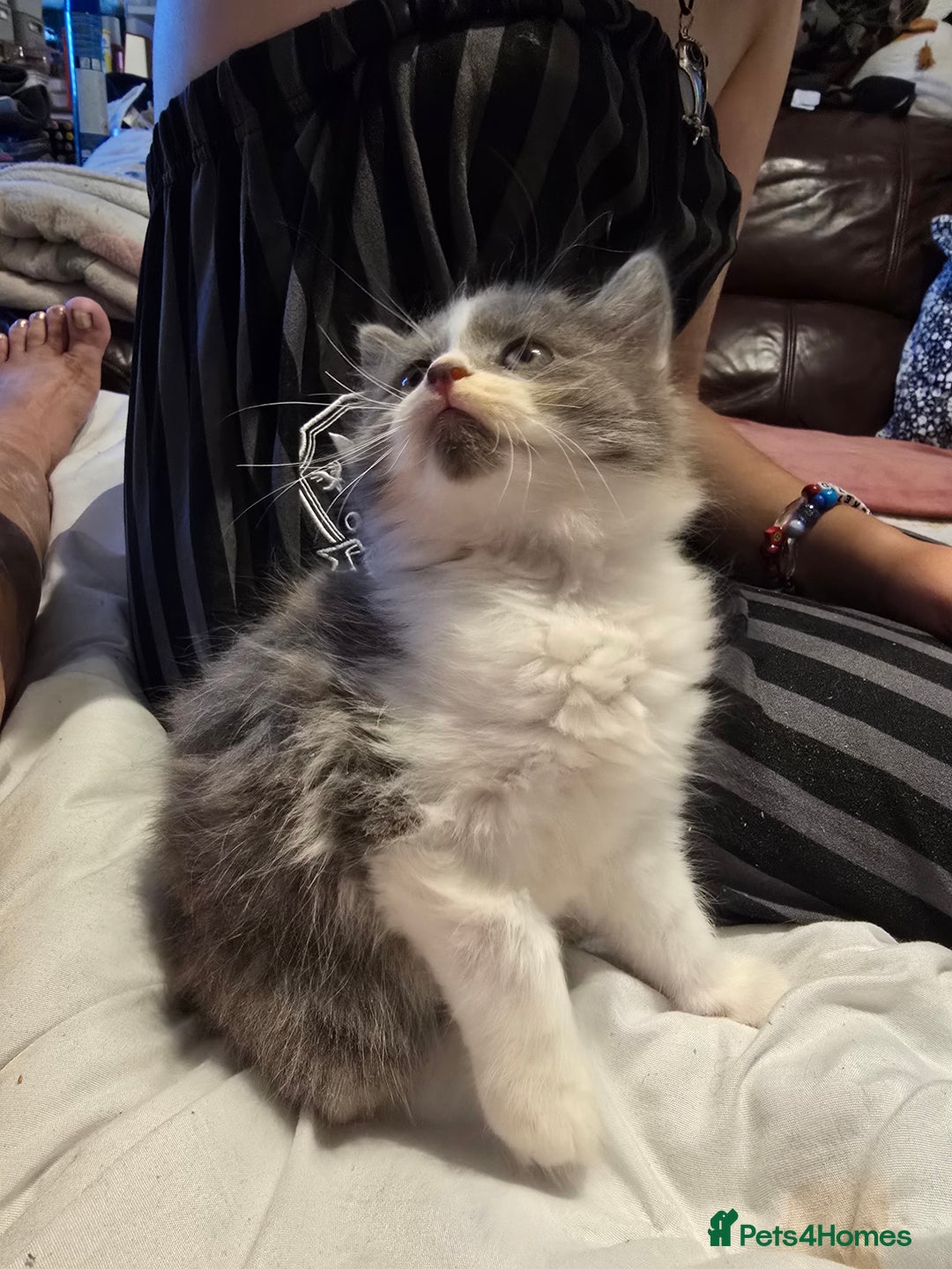 European cats for sale: Beautiful kittens  - Image 6