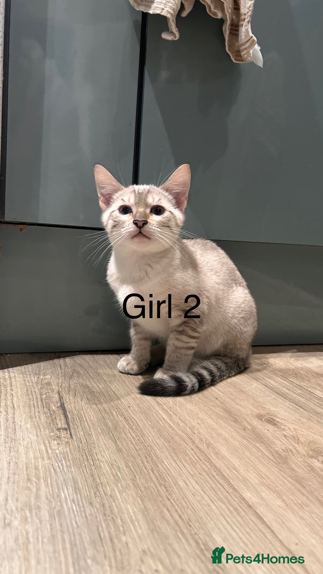 Mixed Breed cats for sale: mixed bengal kittens, ready to leave b4  **  - Advert 15