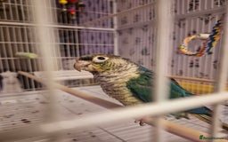 Conures birds for sale: 4 Month Old Turquoise Green Cheeked Conure - Advert 4