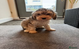 Cockapoo dogs for sale: 🐶✨ Adorable Cockapoos! ✨🐶 - Image 3