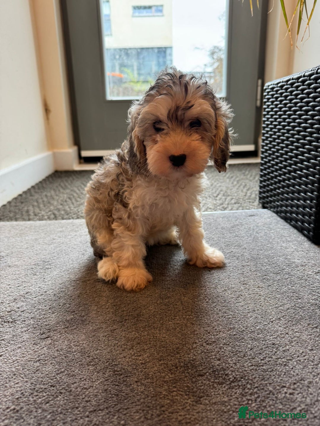 Cockapoo dogs for sale: 🐶✨ Adorable Cockapoos! ✨🐶 - Image 3