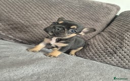 French Bulldog dogs for sale: Stunning French bulldog puppies 5 boys 2 girls  - Image 9