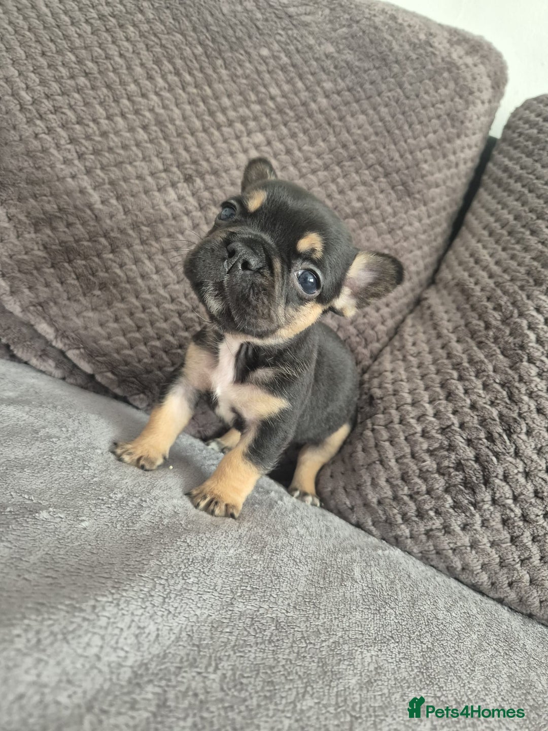 French Bulldog dogs for sale: Stunning French bulldog puppies 5 boys 2 girls  - Image 9