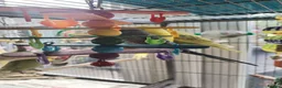 Budgerigars birds for sale: Beautiful baby budgies  - Advert 6