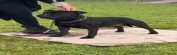 Staffordshire Bull Terrier dogs for sale: Kassius Staffordshire bull terrier pups for sale  in Middlesbrough - Advert 4