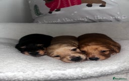 Miniature Dachshund dogs for sale: Miniature Longhair Dachshund Puppies  - Image 1