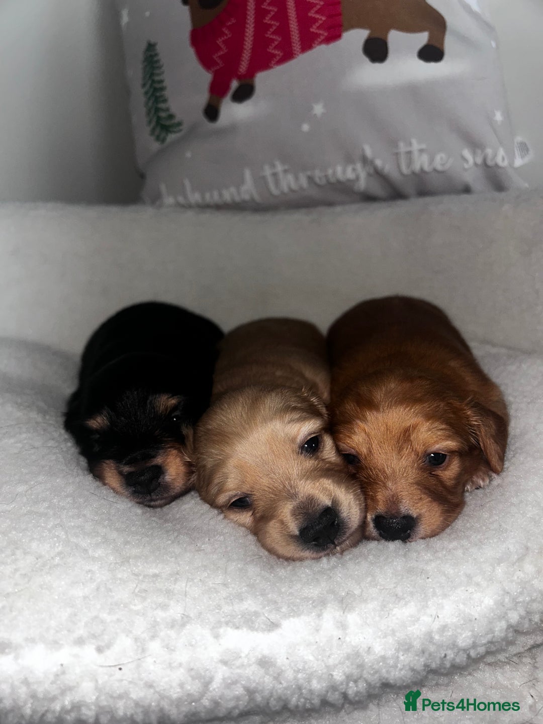 Miniature Dachshund dogs for sale: Miniature Longhair Dachshund Puppies  - Image 1