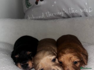 Miniature Dachshund dogs - Advert 1