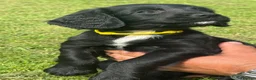 Sprocker dogs for sale: F1 Sprocker  - Advert 7