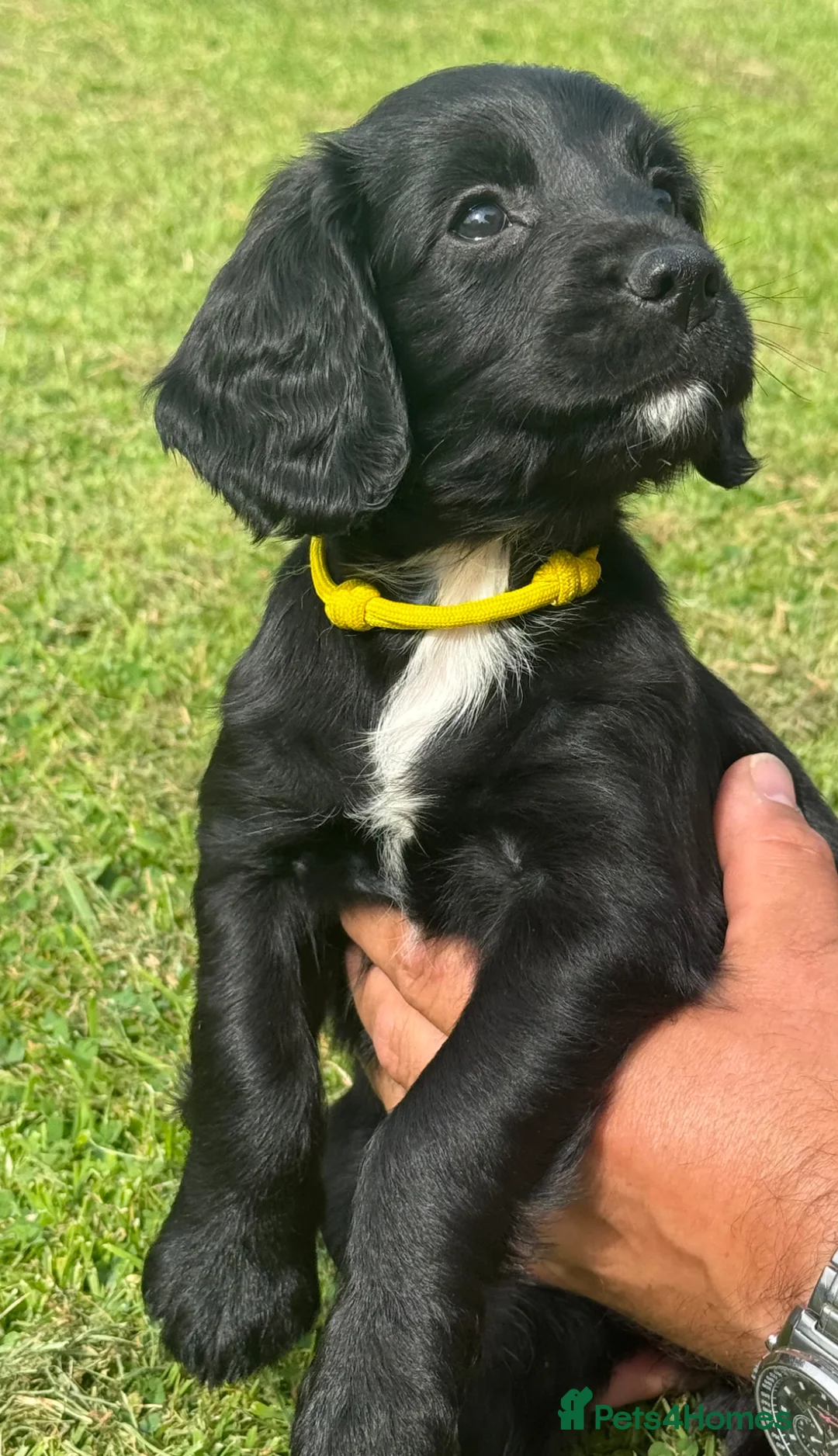 Sprocker dogs for sale: F1 Sprocker  - Advert 7