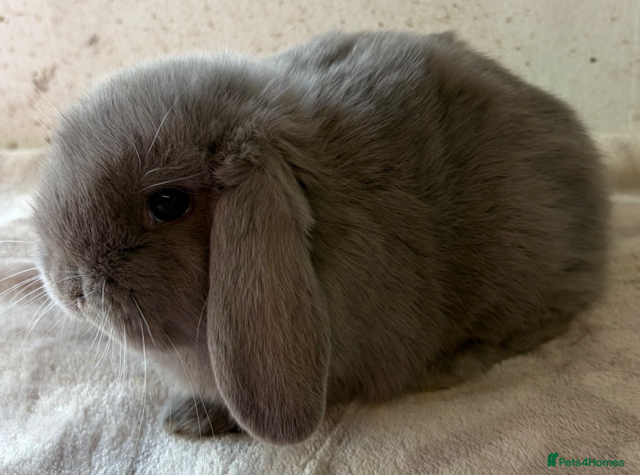 Mini Lop rabbits Beautiful mini lops available  - Advert 2