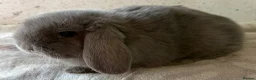 Mini Lop rabbits for sale: Beautiful mini lops available  - Advert 2