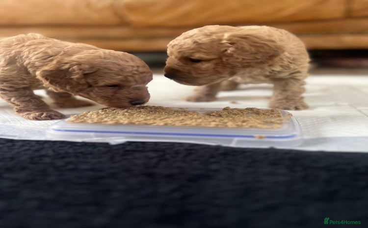 Miniature Poodle dogs - Advert 4