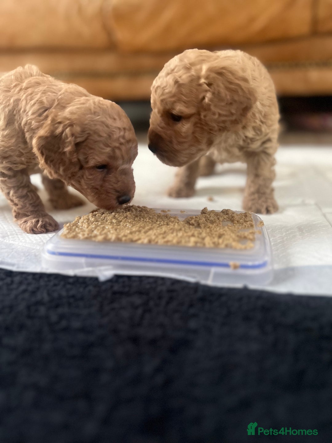 Miniature Poodle dogs for sale: Gorgeous miniature poodles  - Image 1