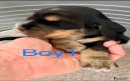 Cocker Spaniel dogs for sale: Kc show extensive health tests beautiful colours - Image 17