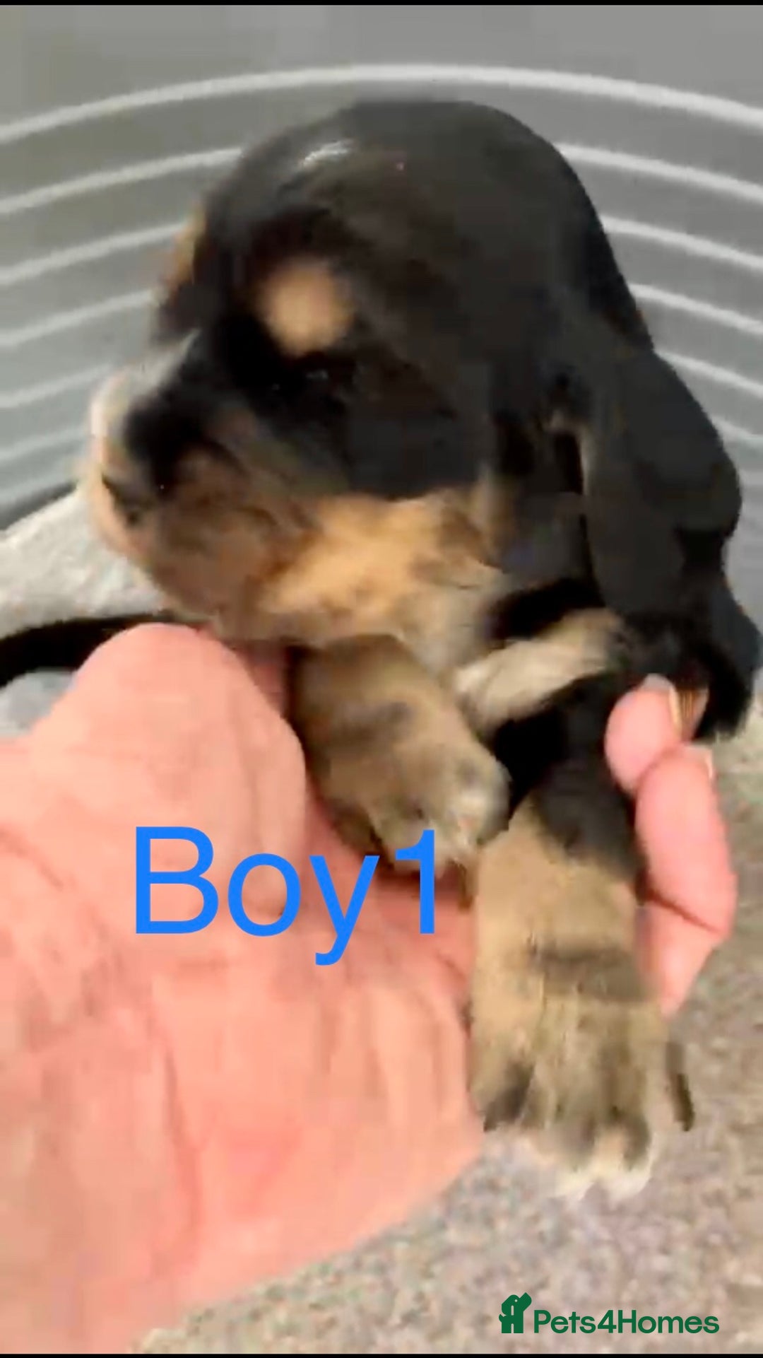 Cocker Spaniel dogs for sale: Kc show extensive health tests beautiful colours - Image 17