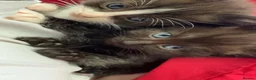 Ragdoll cats for sale: Ragdoll mixed breeds - Advert 5