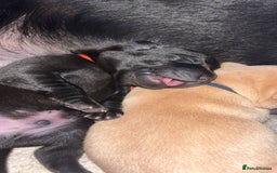 Labrador Retriever dogs for sale: KC Labrador pups - Image 12