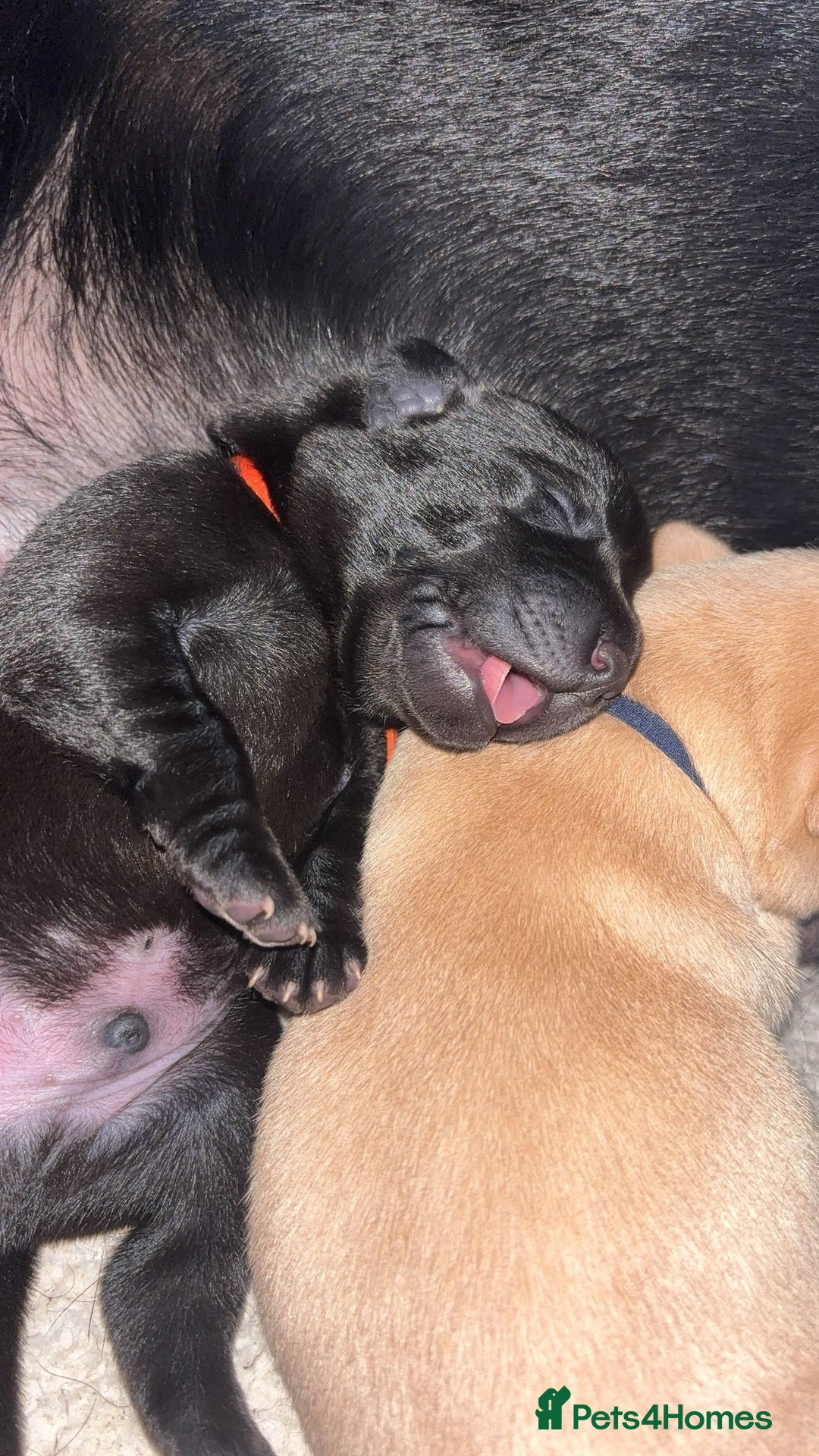 Labrador Retriever dogs for sale: KC Labrador pups - Image 12