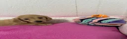 Miniature Dachshund dogs for sale: KC Miniature Long Haired English Cream Dachshunds  - Advert 14