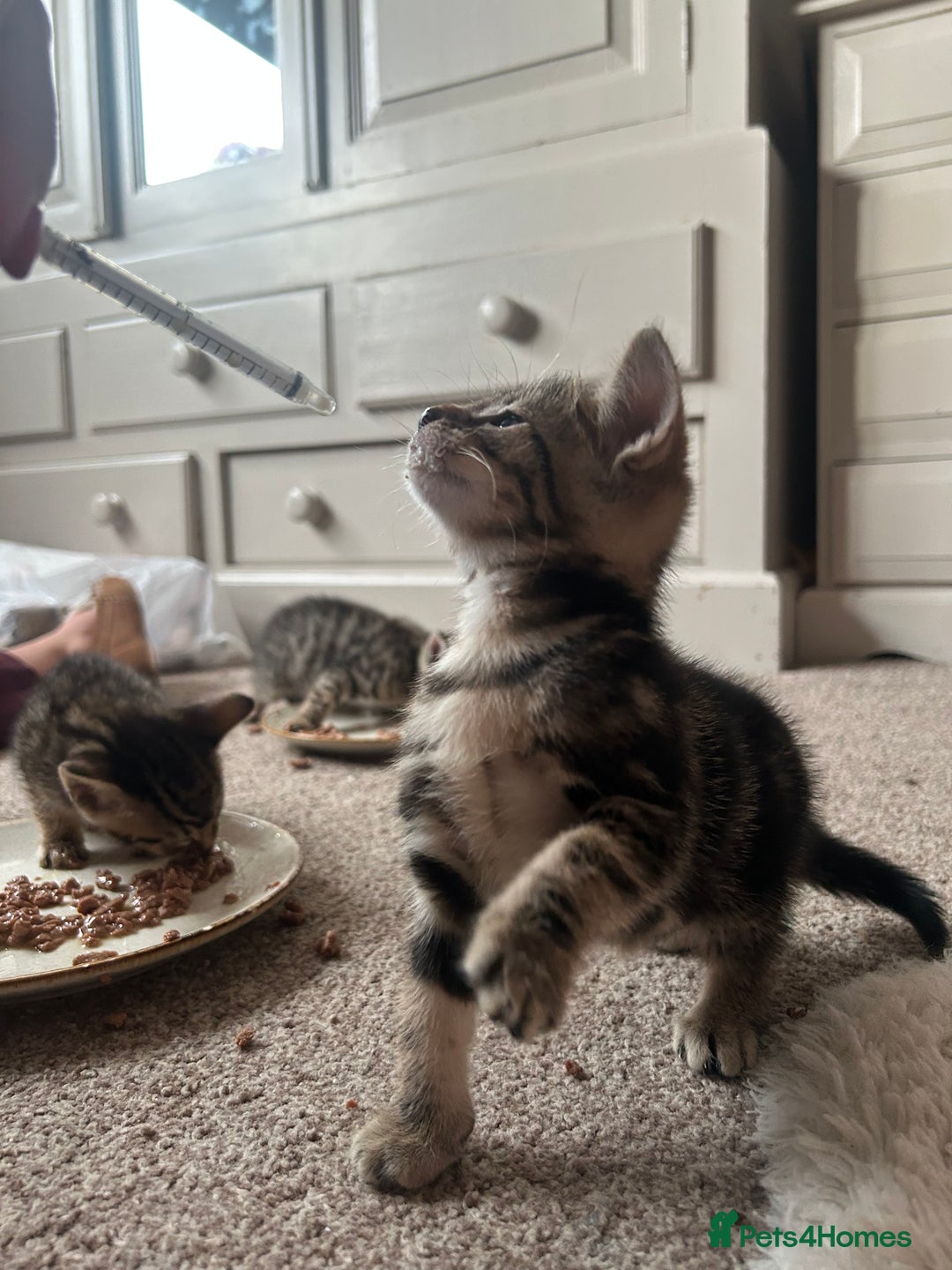 Mixed Breed cats for sale: Oriental cross kittens  - Advert 13