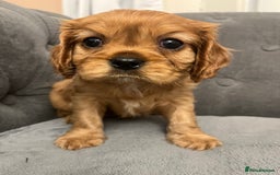 Cavalier King Charles Spaniel dogs for sale: Stunning Cavalier King Charles Spaniels - Image 16