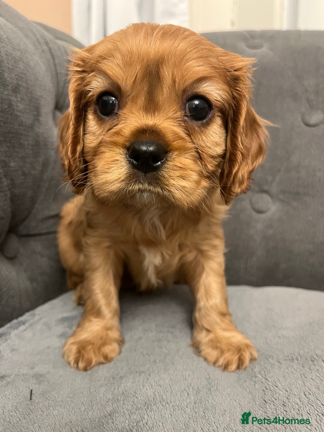 Cavalier King Charles Spaniel dogs for sale: Stunning Cavalier King Charles Spaniels - Image 16
