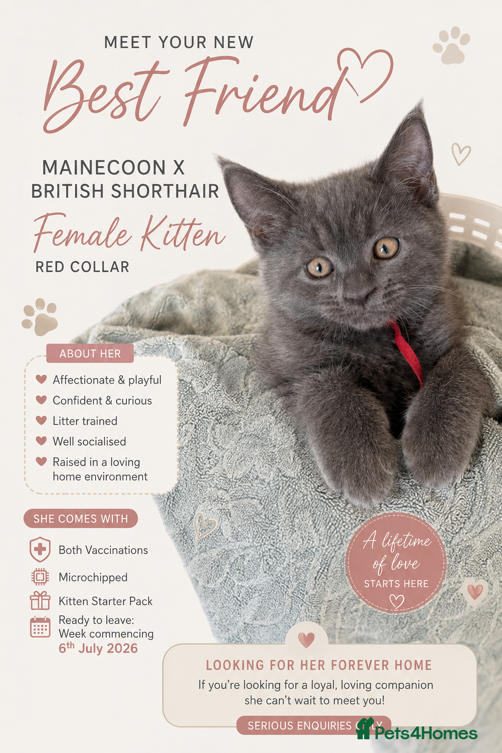 Maine Coon cats mainecoon x - Advert 2