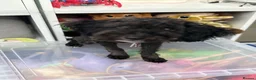 Toy Poodle dogs for sale: Little toy poodle  - Advert 11