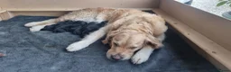 Goldador dogs for sale: Golden Retriever × Black Labrador Puppies - Advert 17