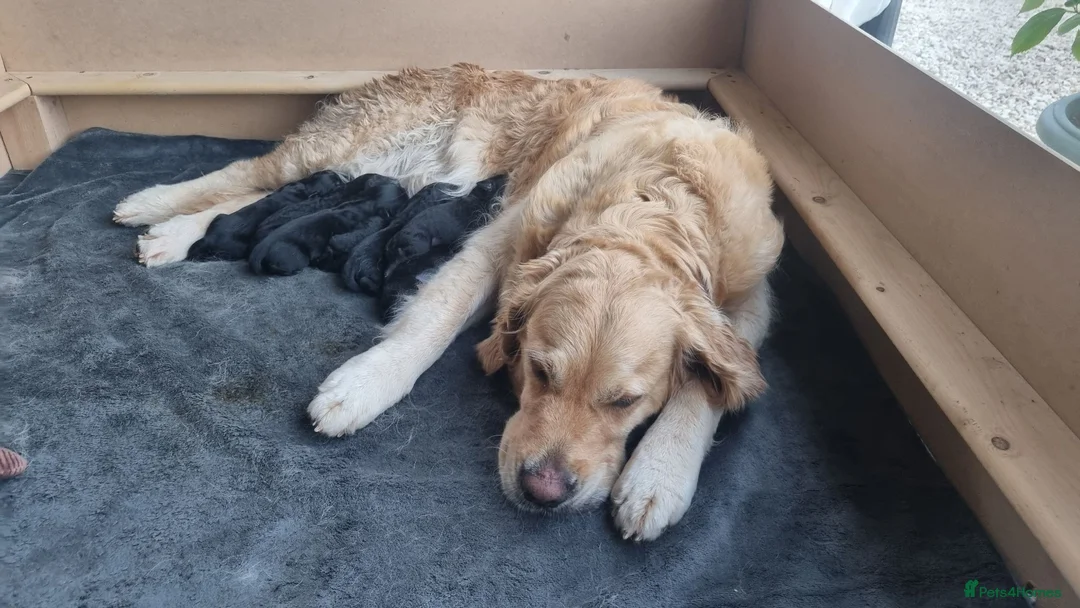 Goldador dogs for sale: Golden Retriever × Black Labrador Puppies - Advert 17