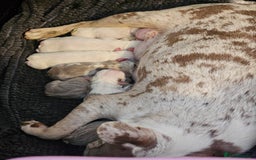Mixed Breed dogs for sale: Stunning Frenchton Pups Boys & Girls - Image 2