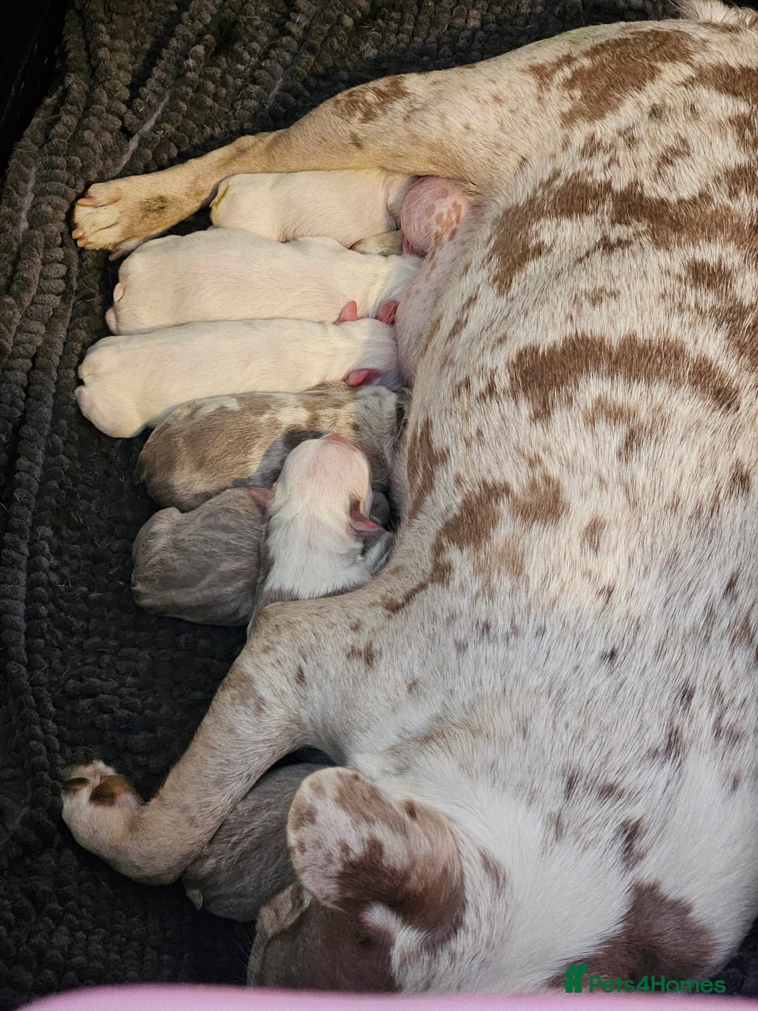 Mixed Breed dogs for sale: Stunning Frenchton Pups Boys & Girls - Image 2
