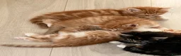 Mixed Breed cats for sale: Adorable fluffy ginger and white kittens - Advert 6