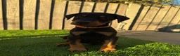 Dobermann dogs for sale: Quality European Doberman - Health Tested & Titled - Advert 4