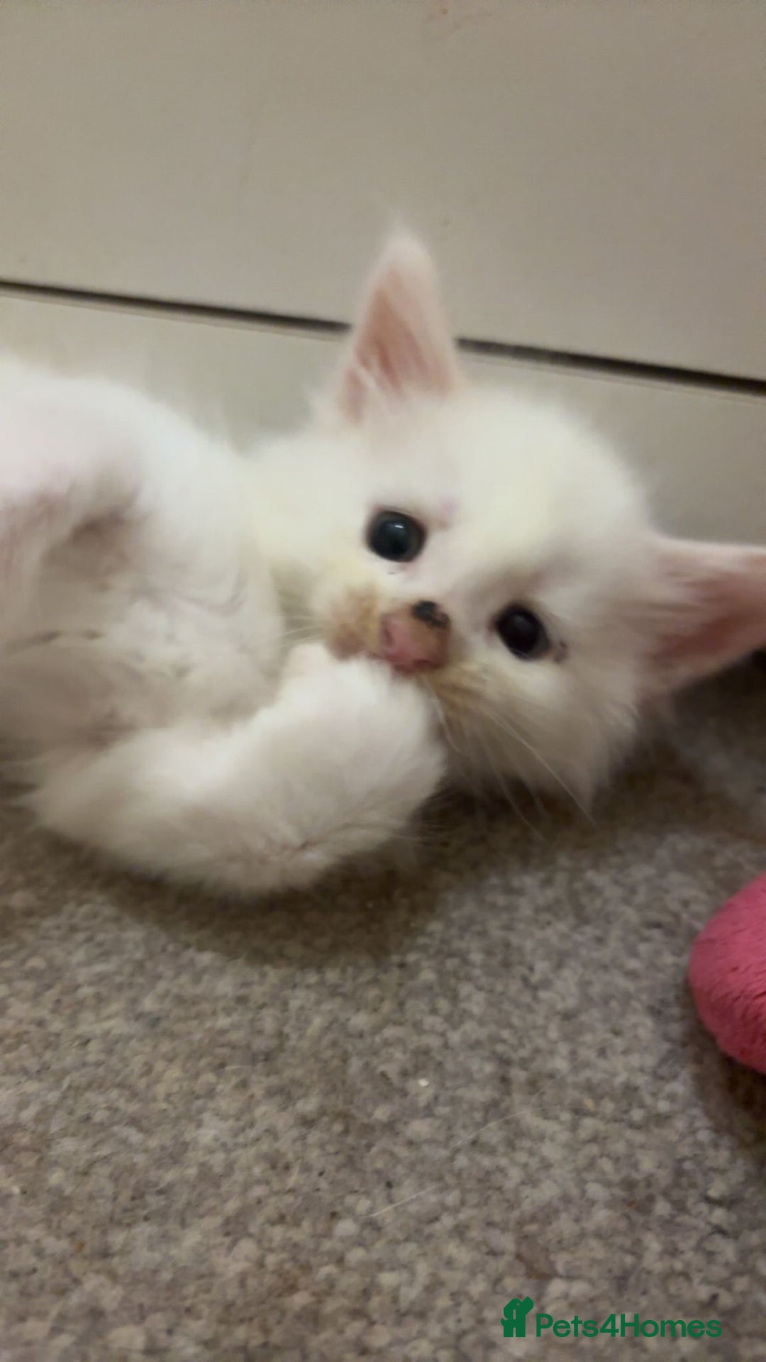 Maine Coon cats for sale: Beautiful maine coon floofs - Advert 7