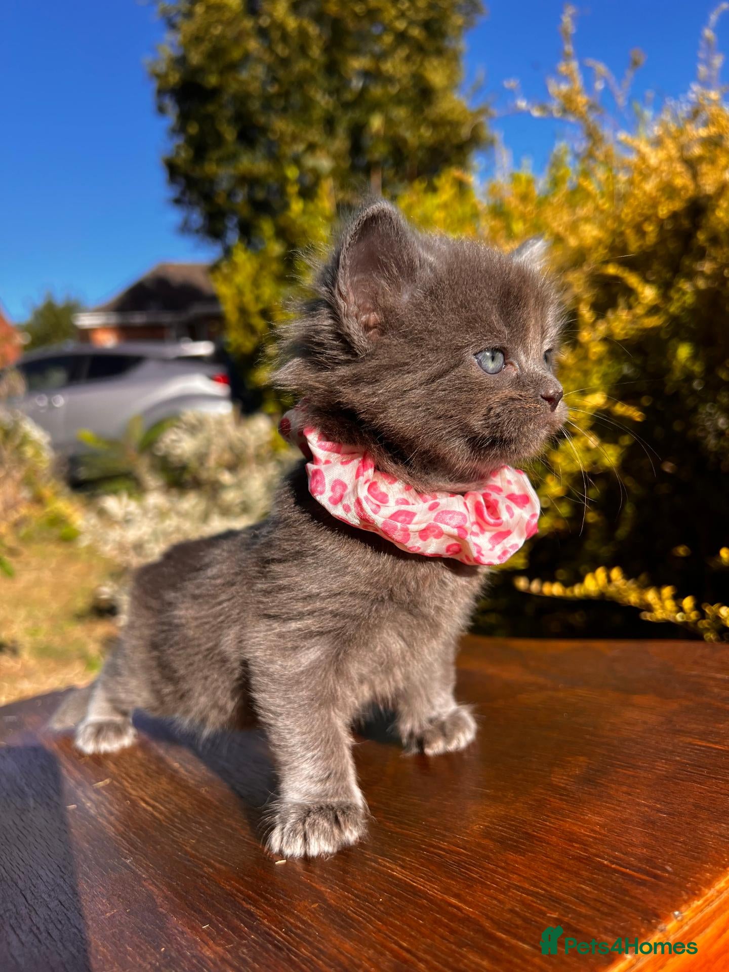 Mixed Breed cats 🐾💙 Grey Kittens Seeking Loving Homes! 🏡💙 - Advert 18