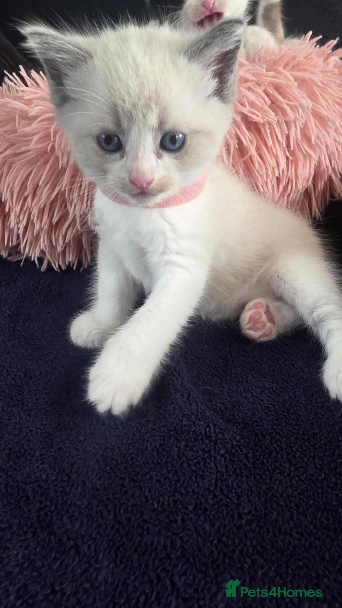 Ragdoll cats Gorgeous Ragdoll Kittens – 2 Boys, 2 Girls - Advert 2