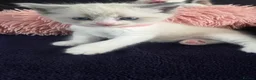Ragdoll cats for sale: Gorgeous Ragdoll Kittens – 2 Boys, 2 Girls - Advert 1