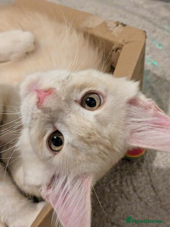 Maine Coon cats - Advert 3