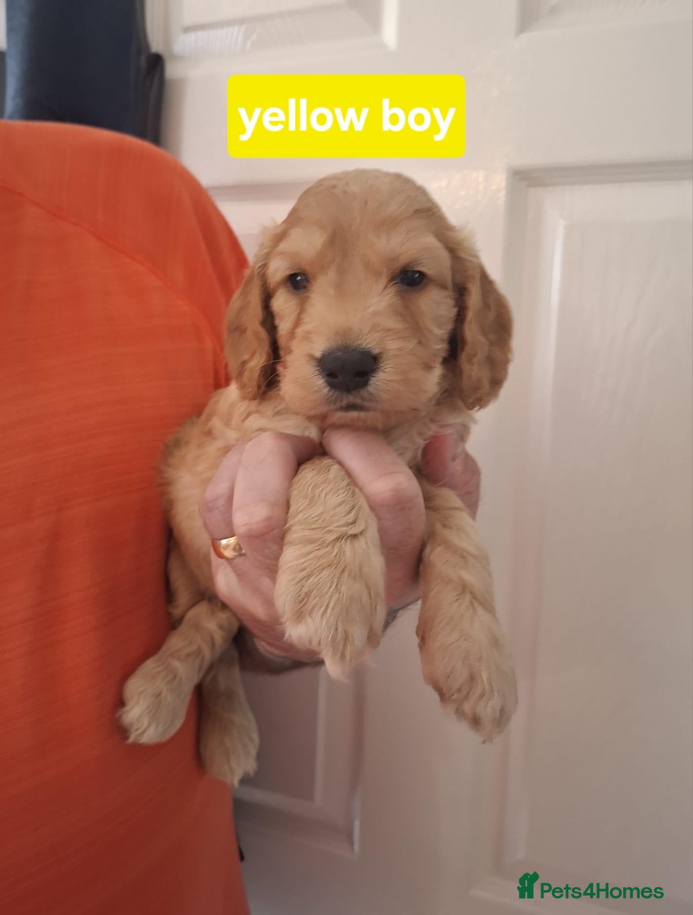 Cockapoo dogs F1B cockapoo puppies  - Advert 14