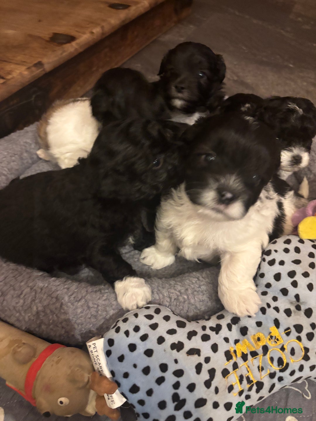 Mixed Breed dogs for sale: Adorable Bolonoodle Puppies - Advert 4
