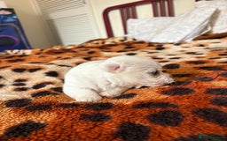 Mixed Breed dogs for sale: Pomeranian × Poodle × Chihuahua Puppies  - Image 13
