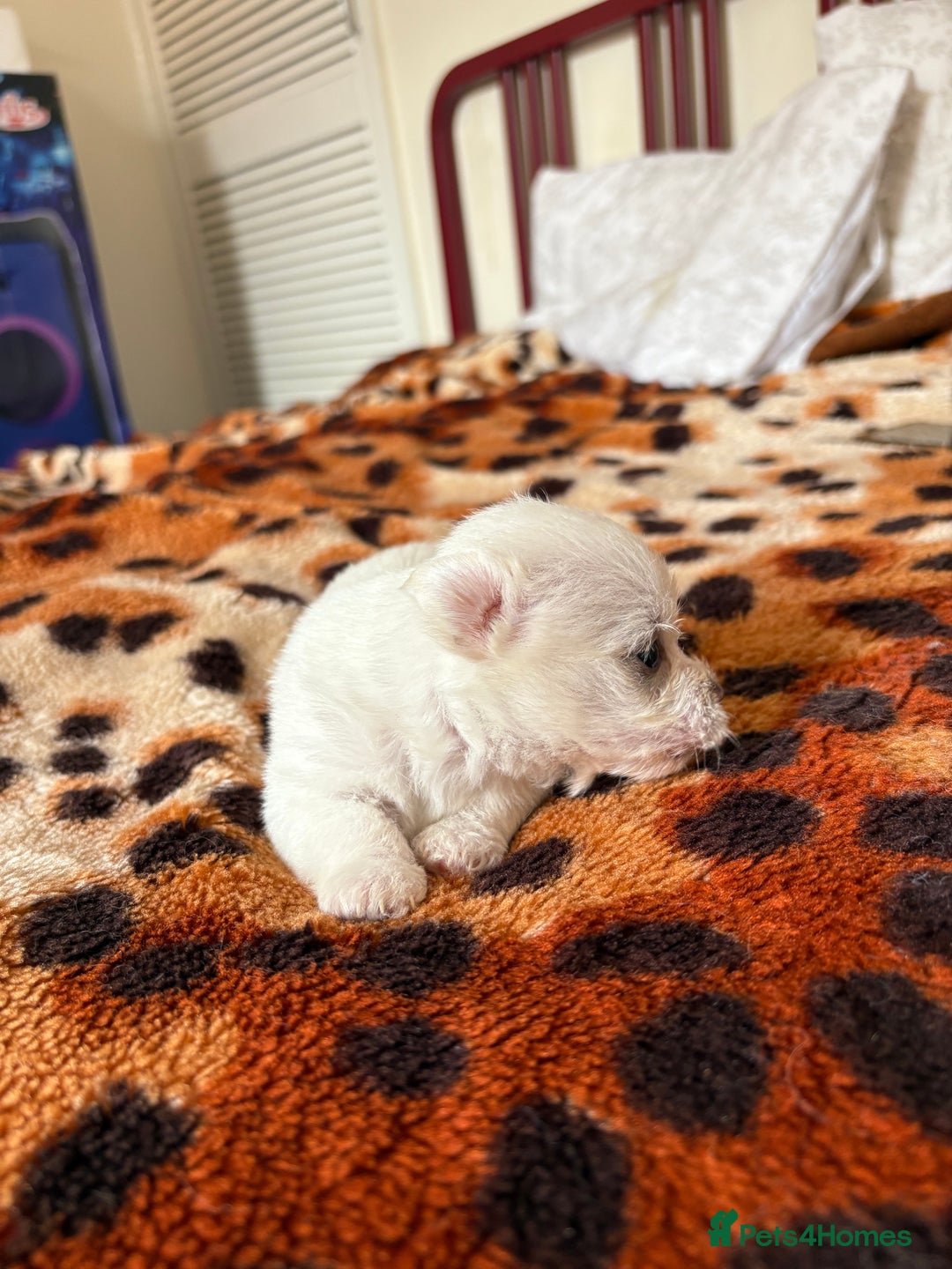 Mixed Breed dogs for sale: Pomeranian × Poodle × Chihuahua Puppies  - Image 13
