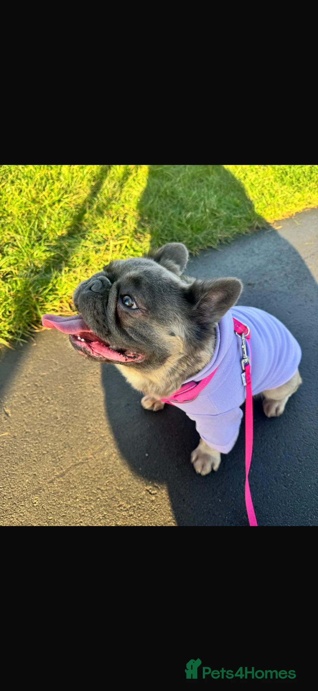 French Bulldog dogs for sale: Female KC registered fluffy French bulldog  in Birmingham - Advert 4