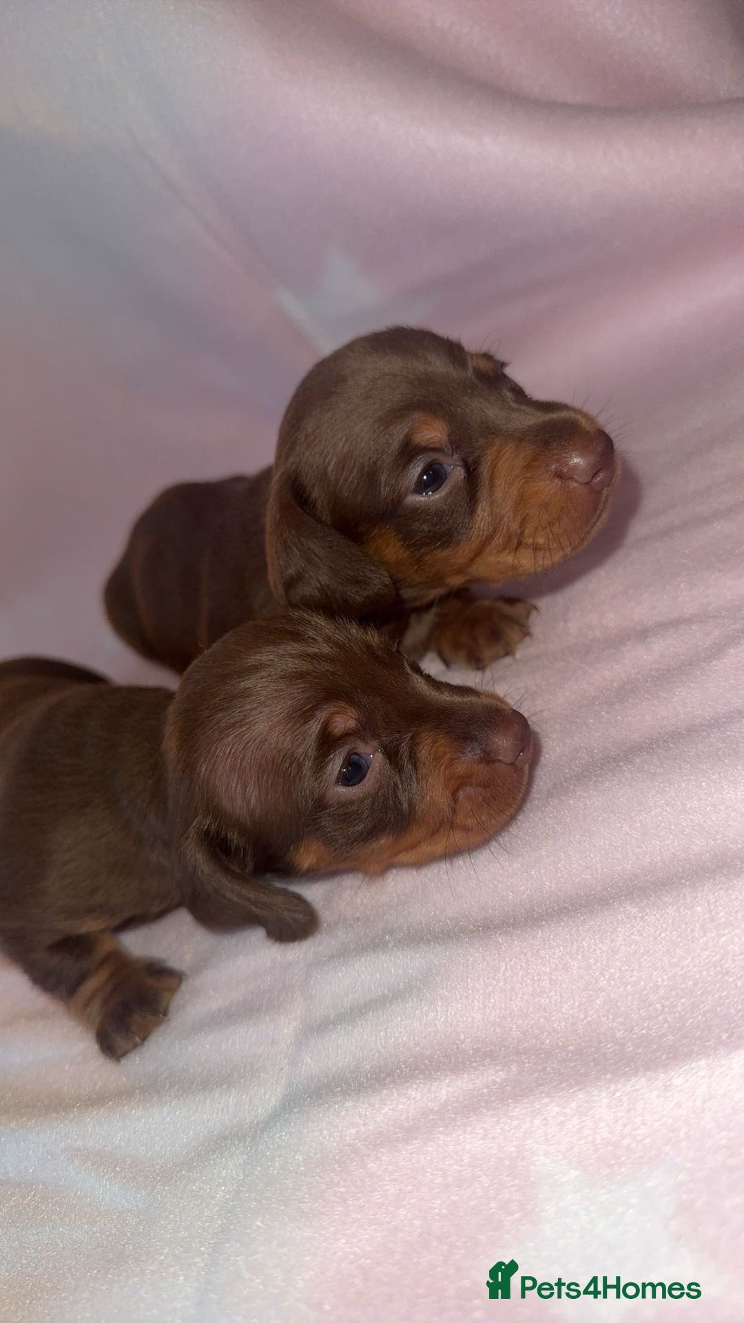 Dachshund dogs for sale: Miniature dachshunds - Advert 2