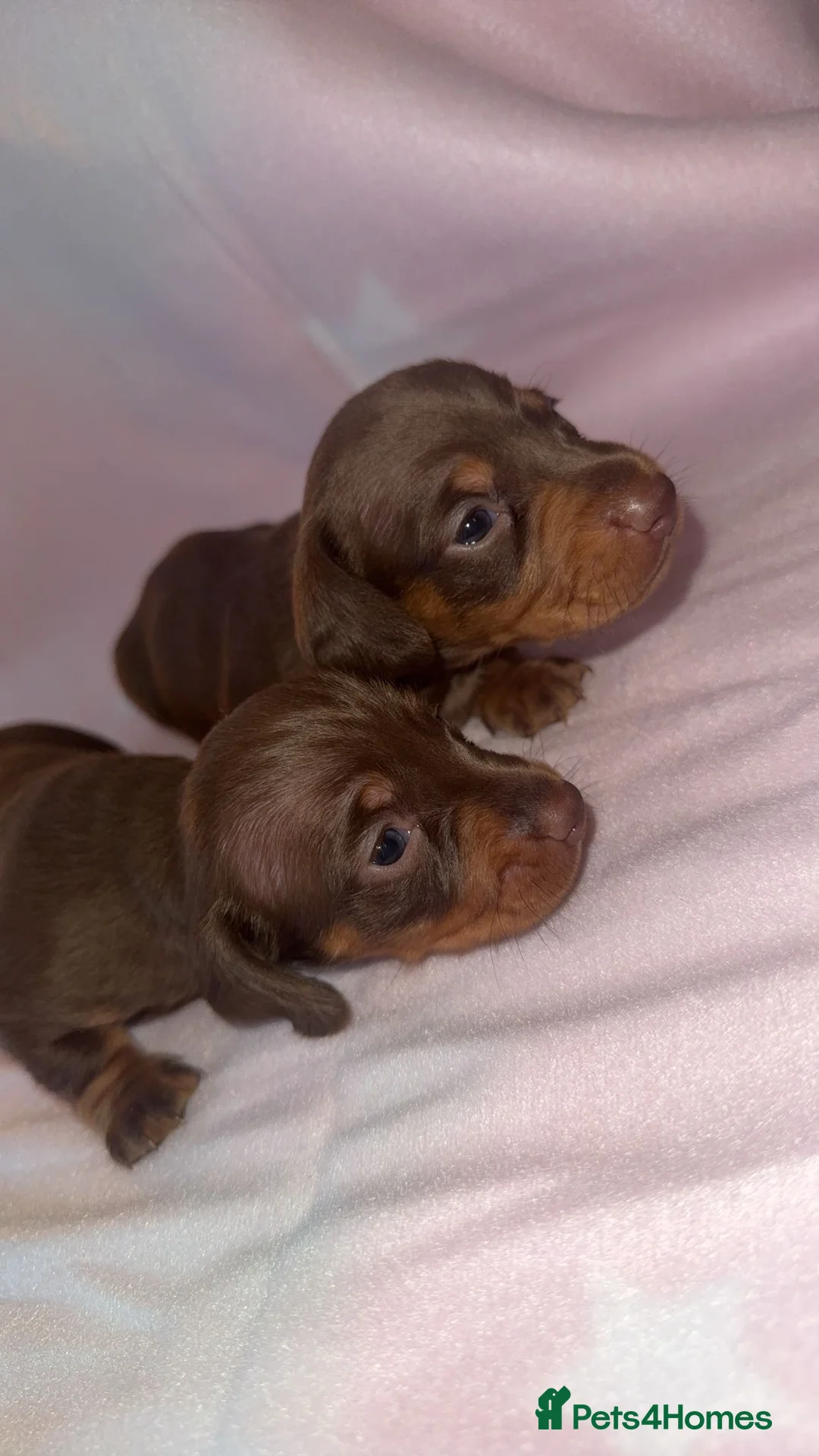 Dachshund dogs for sale: Miniature dachshunds - Advert 2
